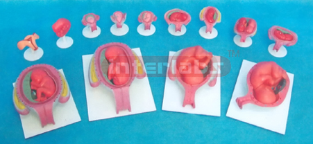 UTERUS WITH EMBRYO ( 1 WEEK TO 9 MONTHS )